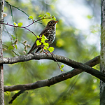 BB 07 0184 / Turdus philomelos / Måltrost